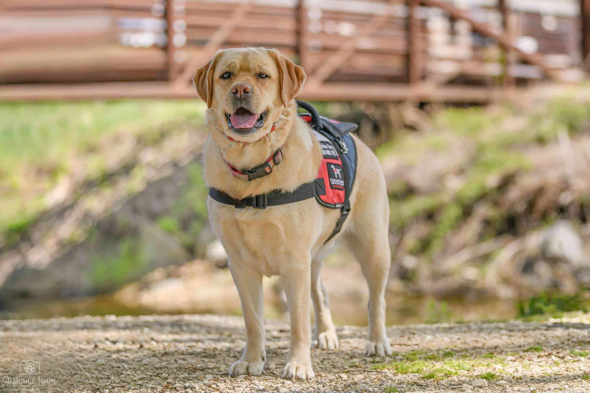 Veteran and service dog 2